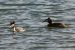 Grèbe huppé | Podiceps cristatus | Great Crested Grebe