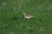 Pipit de Richard | Anthus richardi  | Richard&rsquo;s Pipit