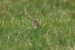 Pipit de Richard | Anthus richardi  | Richard&rsquo;s Pipit
