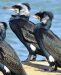 Grand Cormoran | Phalacrocorax carbo | Great Cormorant