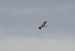 Aigle botté | Aquila pennata |  Booted Eagle