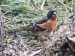 Pinson du Nord | Fringilla montifringilla | Brambling