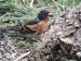 Pinson du Nord | Fringilla montifringilla | Brambling