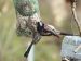 Mésange à longue queue | Aegithalos caudatus | Long-tailed Tit