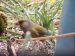 Verdier d&rsquo;Europe | Chloris chloris | Eurasian Greenfinch