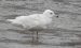 Goéland à ailes blanches | Larus glaucoides | Iceland Gull