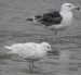 Goéland à ailes blanches | Larus glaucoides | Iceland Gull