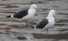 Goéland brun | Larus fuscus | Lesser Black-backed Gull