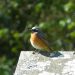 Rougequeue à front blanc| Phoenicurus phoenicurus | Common Redstart