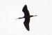 Ibis falcinelle | Plegadis falcinellus | Glossy Ibis