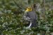 Bergeronnette citrine | Motacilla citreola | Citrine Wagtail