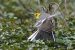 Bergeronnette citrine | Motacilla citreola | Citrine Wagtail