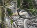 Héron cendré | Ardea cinerea | Grey Heron