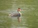 Grèbe huppé | Podiceps cristatus | Great Crested Grebe