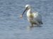 Spatule blanche | Platalea leucorodia | Eurasian Spoonbil