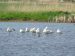 Spatule blanche | Platalea leucorodia | Eurasian Spoonbil