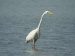 Grande Aigrette | Egretta alba | Great Egret