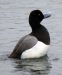 Fuligule à tête noire | Aythya affinis | Lesser Scaup