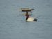 Fuligule milouin | Aythya ferina | Common Pochard