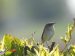 Phragmite des joncs | Acrocephalus schoenobaenus | Sedge Warbler