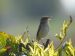 Phragmite des joncs | Acrocephalus schoenobaenus | Sedge Warbler