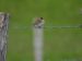 Bruant nain | Emberiza pusilla | Little Bunting