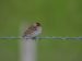 Bruant nain | Emberiza pusilla | Little Bunting