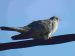 Coucou gris | Cuculus canorus | Common Cuckoo