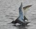 Chevalier gambette | Tringa totanus | Common Redshank