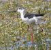 Échasse blanche | Himantopus himantopus | Black-winged Stilt