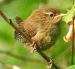 Troglodyte familier | Troglodytes aedon | House Wren