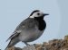 Bergeronnette grise | Motacilla alba | White Wagtail