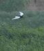 Guifette leucoptère | Chlidonias leucopterus | White-winged Tern