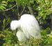 Aigrette garzette | Egretta garzetta | Little Egret