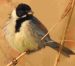 Bruant des roseaux | Emberiza schoeniclus | Common Reed Bunting