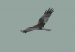 Busard des roseaux | Circus aeruginosus | Western Marsh Harrier