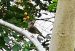 Rougequeue noir | Phoenicurus ochruros | Black Redstart