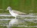 Chevalier aboyeur | Tringa nebularia | Common Greenshank