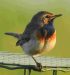Gorgebleue à miroir | Luscinia svecica | Bluethroat