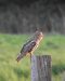 Hibou moyen-duc | Asio otus | Long-eared Owl