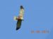 Busard des roseaux | Circus aeruginosus | Western Marsh Harrier