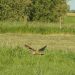 Hibou moyen-duc | Asio otus | Long-eared Owl