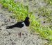 Huîtrier-pie | Haematopus ostralegus | Eurasian Oystercatcher