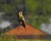 Hibou moyen-duc | Asio otus | Long-eared Owl