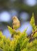 Bruant jaune | Emberiza citrinella | Yellowhammer