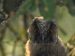 Hibou moyen-duc | Asio otus | Long-eared Owl