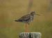 Chevalier gambette | Tringa totanus | Common Redshank