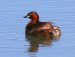 Grèbe castagneux | Tachybaptus ruficollis | Little Grebe