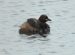 Grèbe castagneux | Tachybaptus ruficollis | Little Grebe