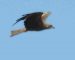 Milan noir | Milvus migrans | Black Kite